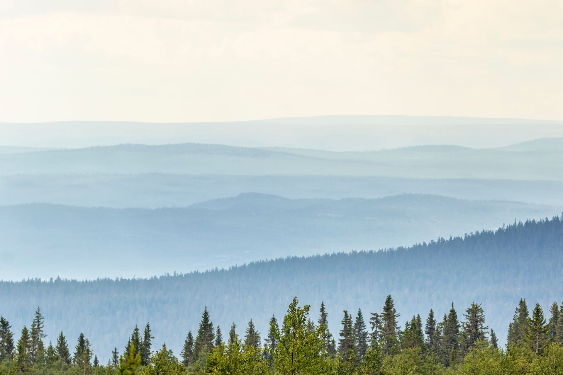 Bild över skogslandskap, med trätoppar i förgrunden